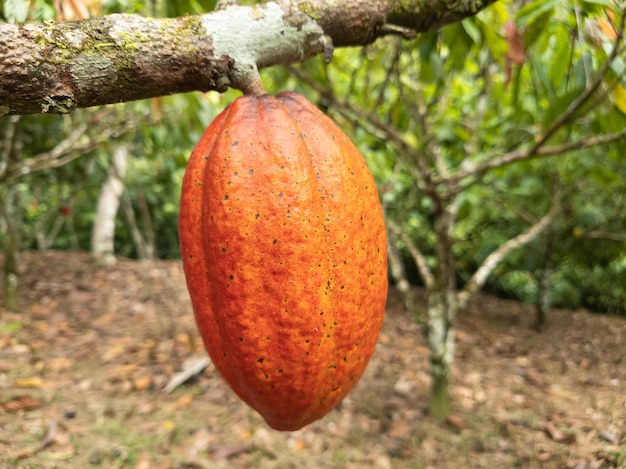 Cacao boom met vruchten geplant op een boerderij in Ilheus Bahia Brazilië