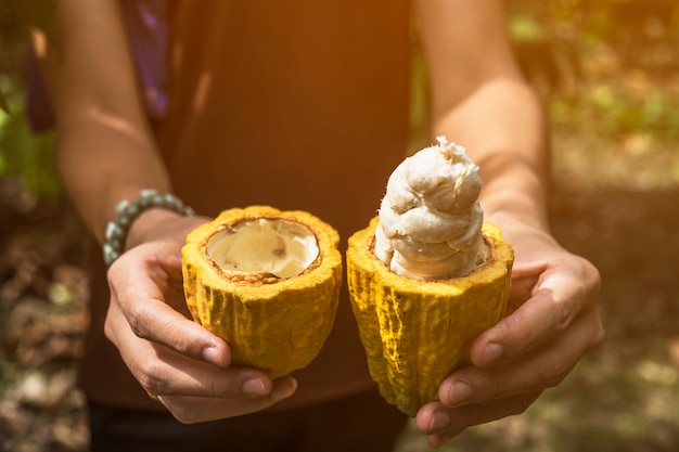 Cacao fruit, Fresh cocoa pod in hands, 