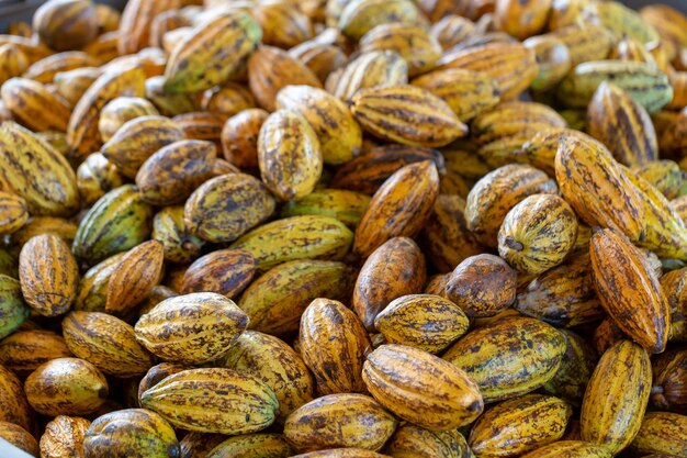 Cacao fruit raw cacao beans and Cocoa pod background