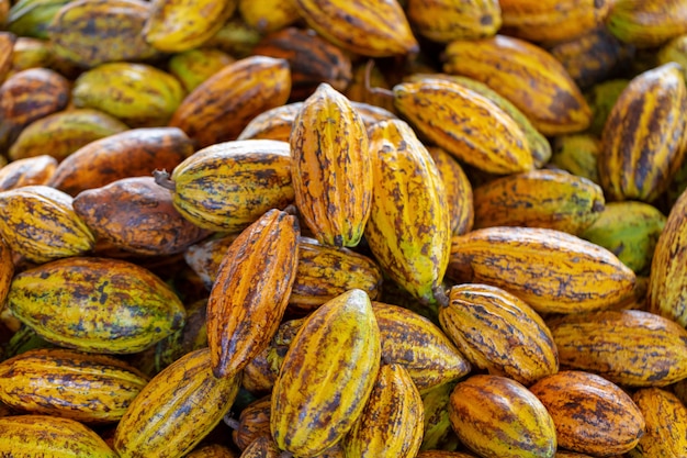 Cacao fruit, raw cacao beans and Cocoa pod background