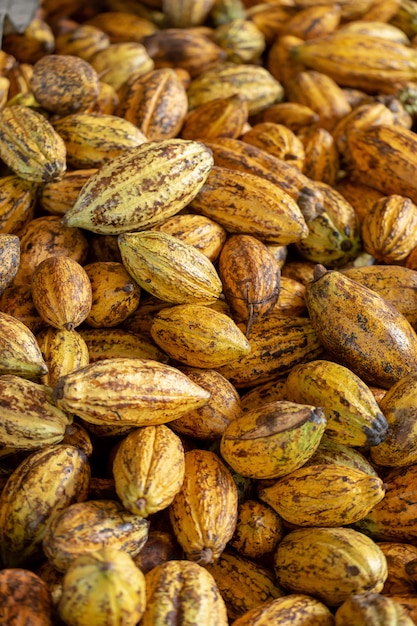 Cacao fruit, raw cacao beans and Cocoa pod background