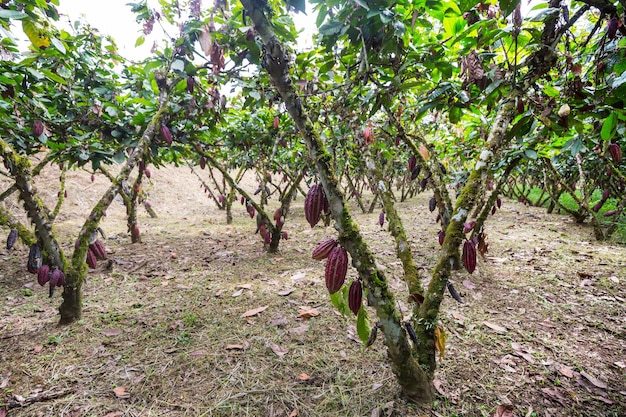 Foto giardino di cacao