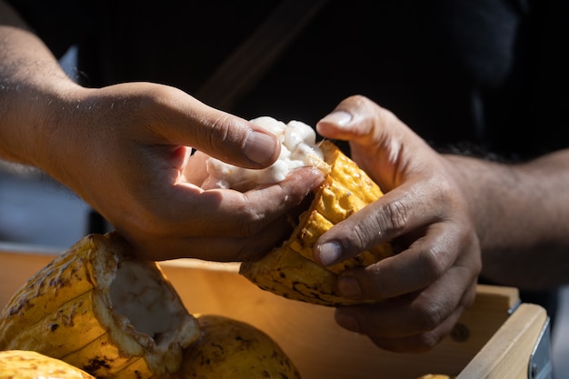 cacao peulen, bonen en poeder op houten tafel, bovenaanzicht