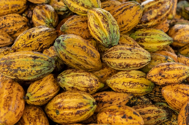 Cacao peulen cacao peulen biologische chocolade boerderij thailand.