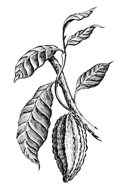 Photo cacao plant. ink black and white drawing