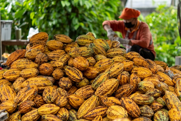 Cacao pods cocoa pods organic chocolate farm Thailand.