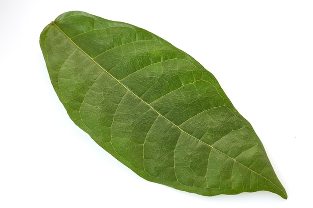 Какао-дерево длинные листья на белом