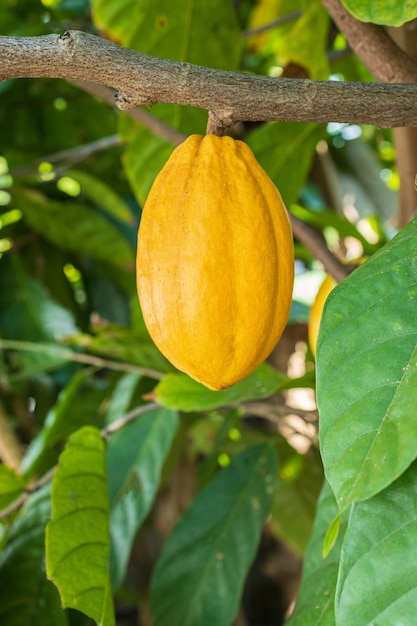 Cacao Tree Theobroma cacao Biologische cacaovruchten peulen in de natuur