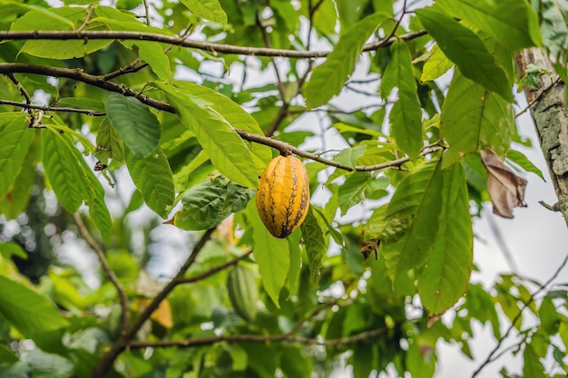 Какао-дерево Theobroma cacao. Органические стручки какао в природе.