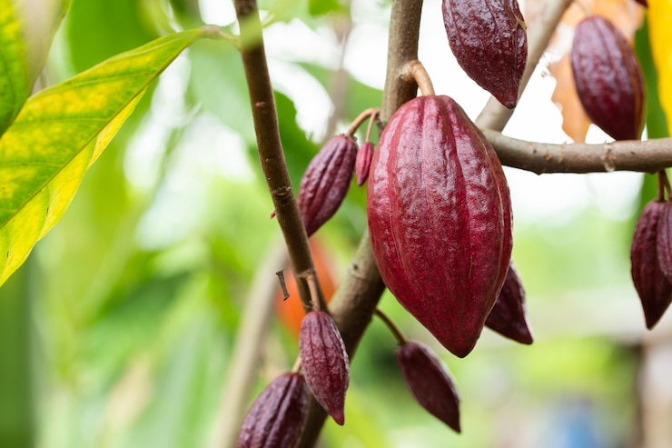Photo カカオの木（theobroma cacao）自然の中で有機ココアフルーツのさや。