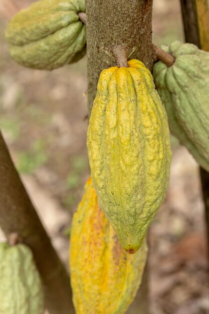 カカオの木（Theobroma cacao）自然の中で有機ココアフルーツのさや。