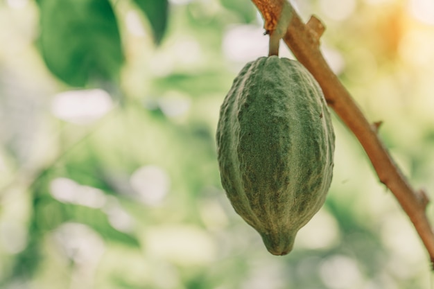 Дерево какао (Theobroma cacao). Органические стручки какао в природе.