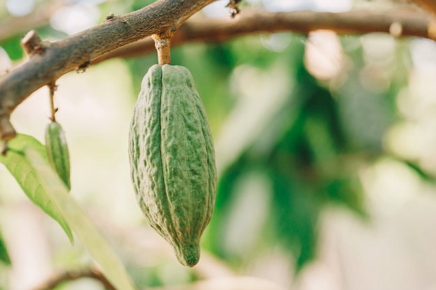 Дерево какао (Theobroma cacao). Органические стручки какао в природе.