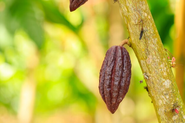 カカオの木（テオブロマカカオ）。自然の中でココアフルーツのさや。