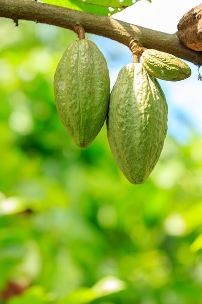 Дерево какао (Theobroma cacao). Органические стручки какао в природе.