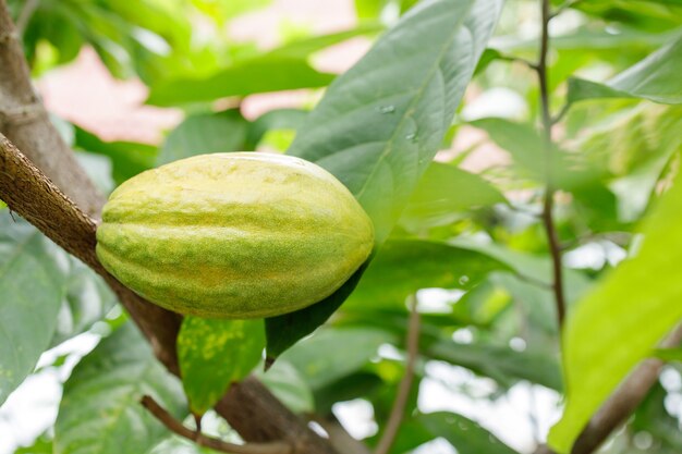 Дерево какао (Theobroma cacao). Органические стручки плодов какао в природе.