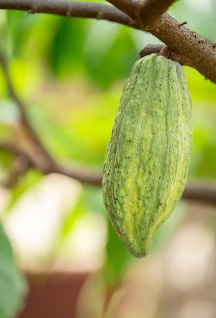 Дерево какао (Theobroma cacao). Органические стручки плодов какао в природе.