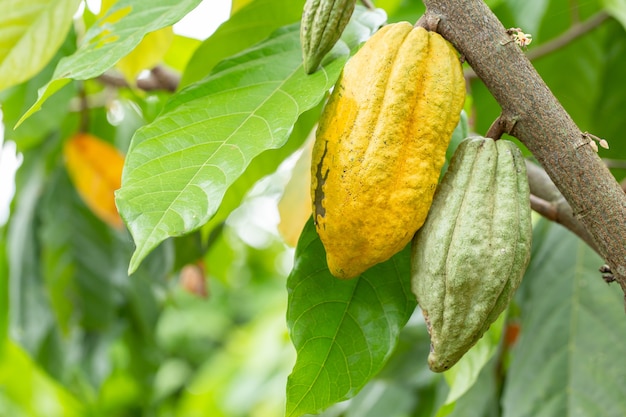 Cacao Tree (Theobroma cacao). Organic cocoa fruit pods in nature.