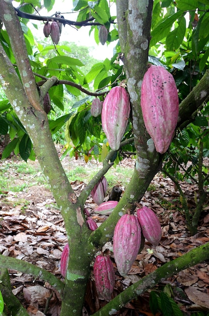 cacao on the tree