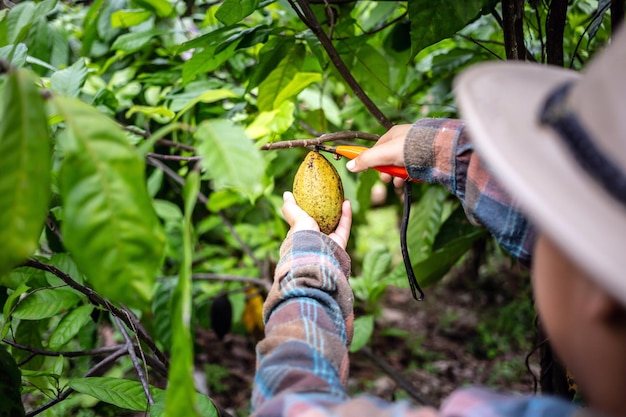 Cacaoboer gebruikt snoeischaar om de cacaopeulen of fruitrijpe gele cacao van de cacaoboom te snijden