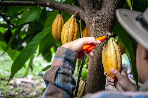 Cacaoboer gebruikt snoeischaar om de cacaopeulen rijpe gele cacao van de cacaoboom te snijden