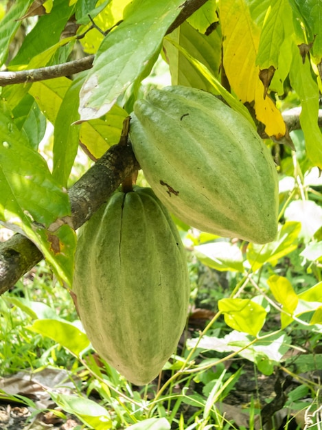 Cacaoboerderij in Zuid-Bahia Brazilië Groen fruit aan de cacaoboom