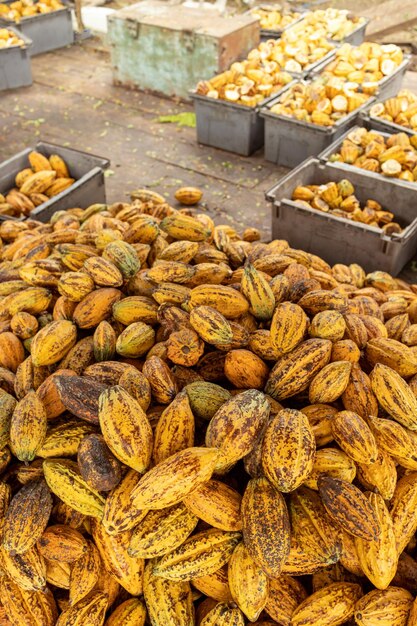 Cacaobonen en cacao pod op een houten oppervlak.