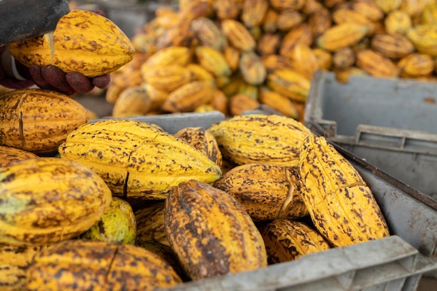 Cacaobonen en cacaopeul op een houten oppervlak