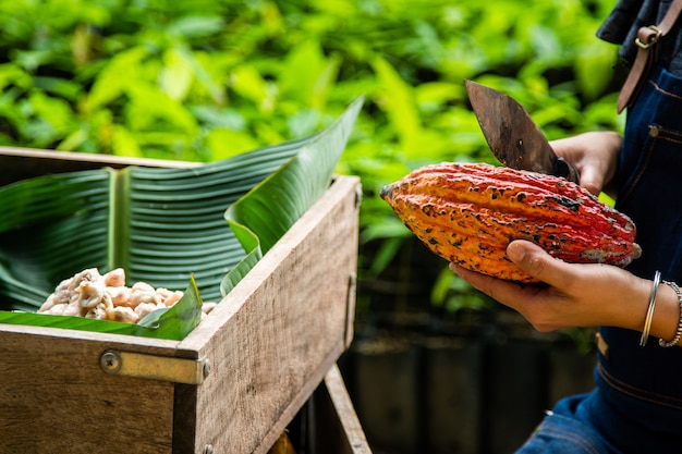 Cacaobonen en cacaopeul op een houten oppervlak.