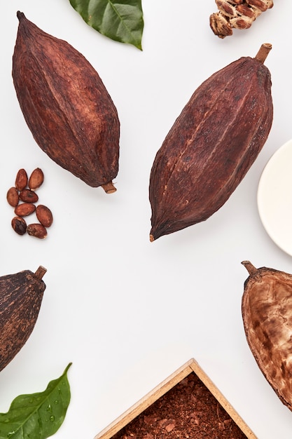 Foto cacaobonen in peulen op een witte achtergrond