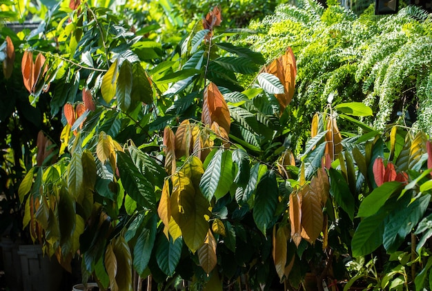 Cacaoboom (Theobroma cacao). Biologische cacaovruchten peulen in de natuur.