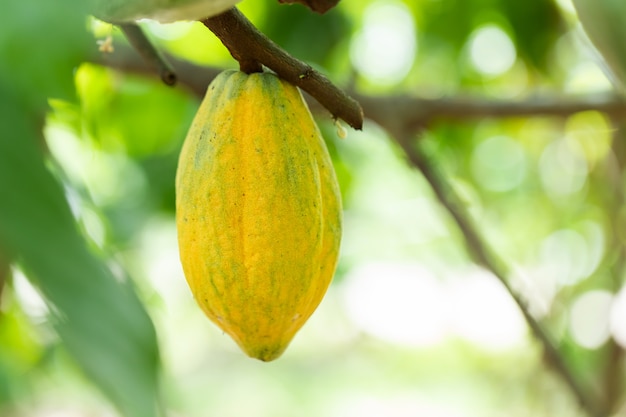 Cacaoboom (Theobroma cacao). Organische cacaofruitpeulen in aard.