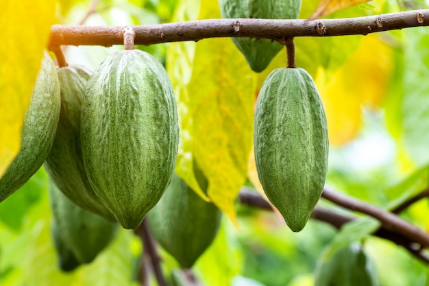 Cacaoboom (theobroma cacao). organische cacaovruchtpeulen in de natuur.