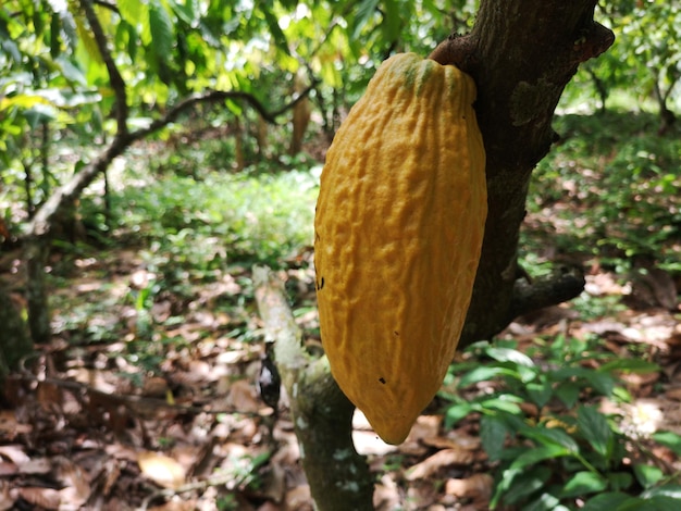 Cacaofruit op tropische cacaoplantage in het zuiden van Bahia, Brazilië.