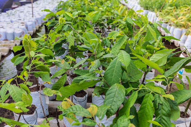 Cacaozaailingen groeien op de boerderij