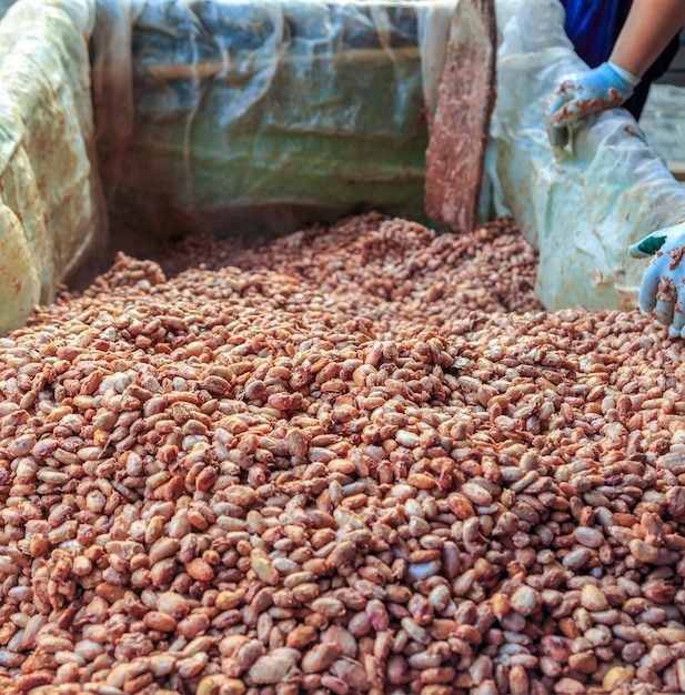 cacaozaden om chocolade te maken Werknemers scheppen gefermenteerde cacaozaden in vaten om in de zon te drogen