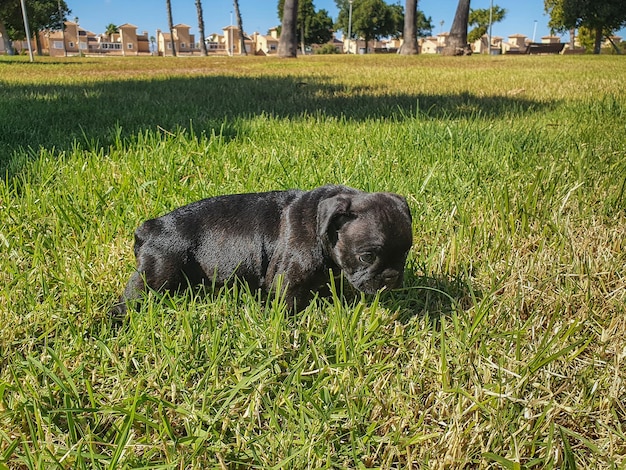 Cachorrito 불독 frances y su expresiones