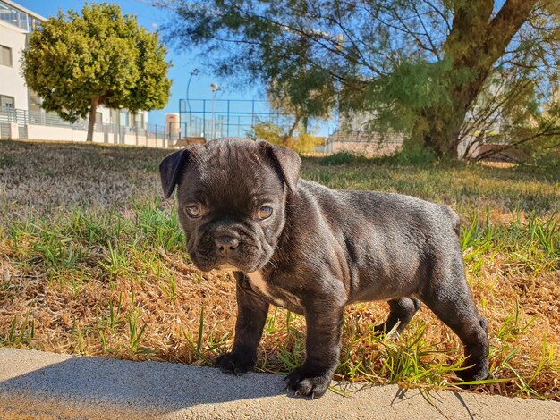 Cachorrito 불독 frances y su expresiones