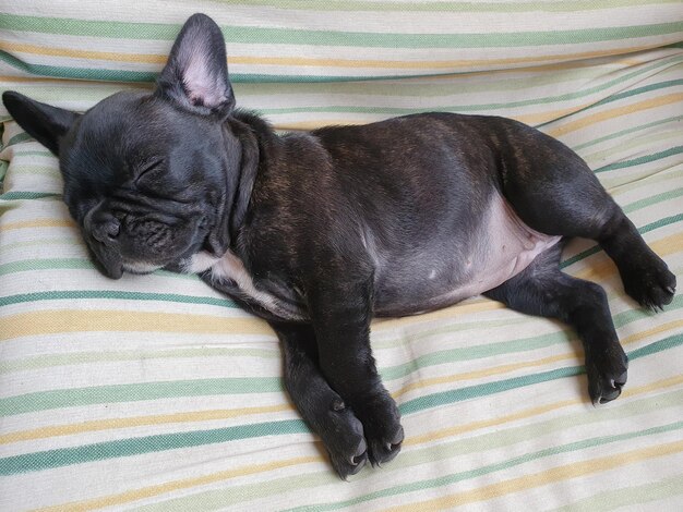 Cachorrito bulldog frances y su expresiones