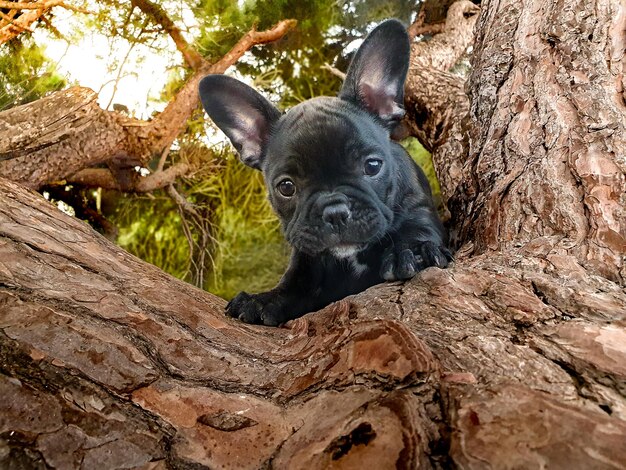 Foto cachorrito bulldog frances y su expresiones