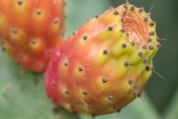 Cactaceae Opuntia prickly pears cactus fruitsand