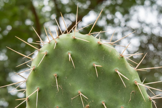 Cactaceae Opuntia плоды кактуса опунции