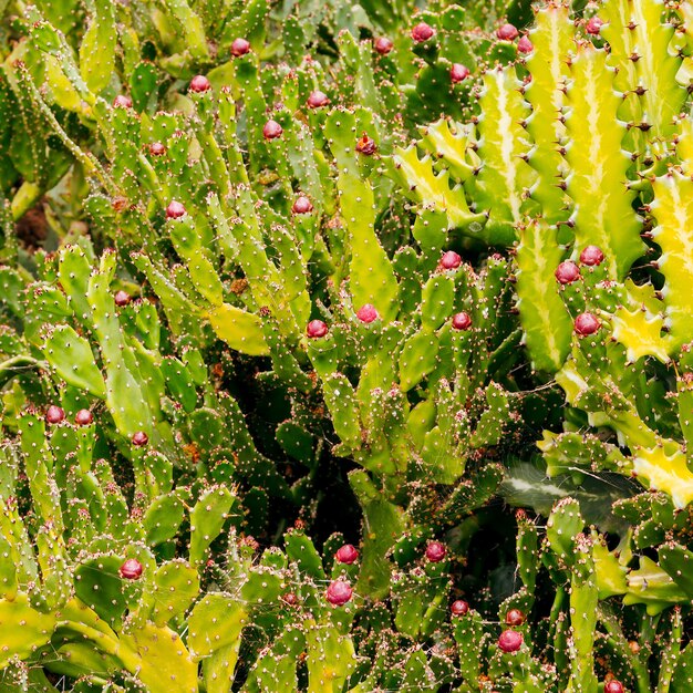 Cacti background. Canary island