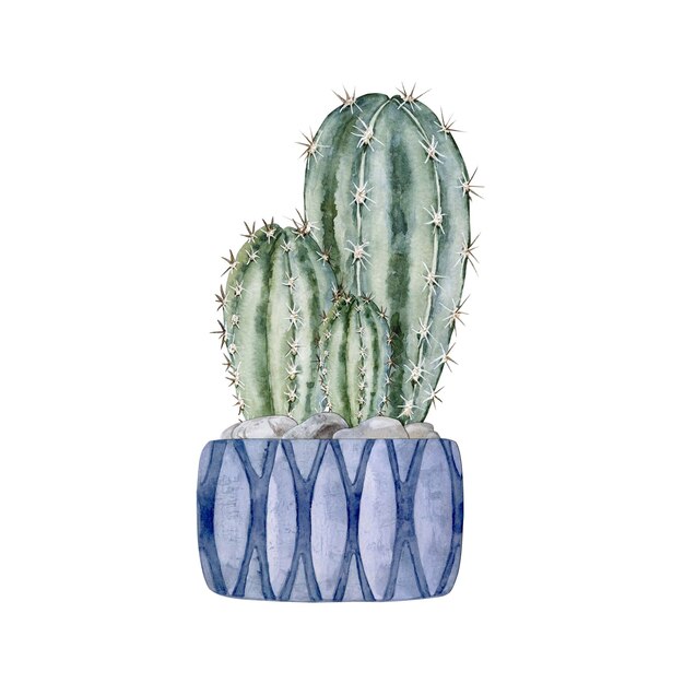 Cacti in a blue clay pot Blue green cacti Home plant watercolor illustration High quality