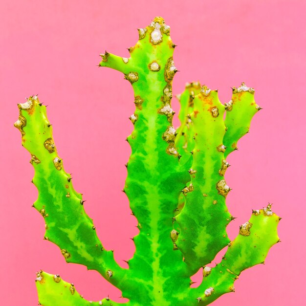 Cacti. Cactus lover concept. Plants on pink design