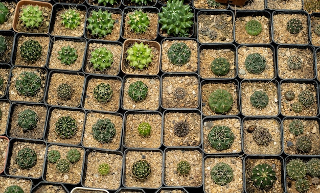 Cacti in clay pots of various sizes are growing