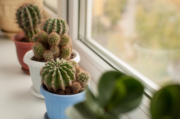 Cacti of different types with sprouts in colorful pots on the window