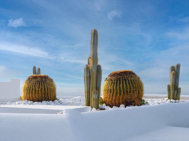 cacti in a garden on the island of mykonos in greece