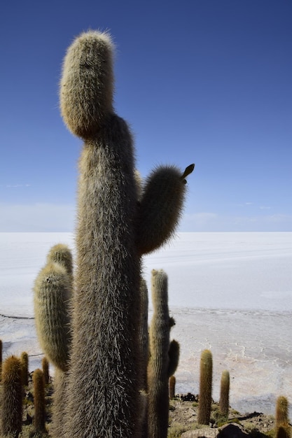 볼리비아의 우유니 살라르 데 우유니(Salar de Uyuni) 세계 최대 염전 내 잉카우아시 섬의 선인장