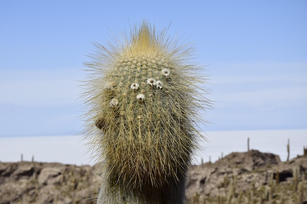 Cacti on the Isla Incahuasi within the worlds largest salt flats Salar de Uyuni in Bolivia
